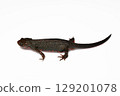 Male red-bellied newt, white background, left-facing, whole body 129201078