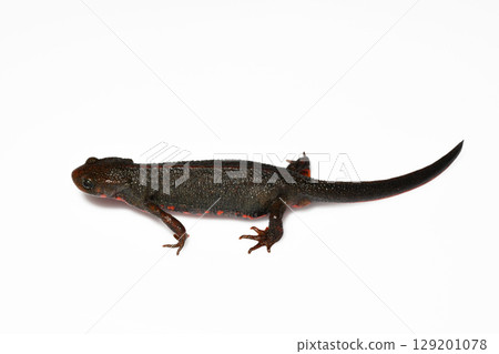 雄性紅腹蠑螈，白色背景，左側，全身 129201078