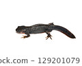 Male red-bellied newt, white background, left-facing, whole body 129201079