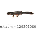 Male red-bellied newt, white background, left-facing, whole body 129201080