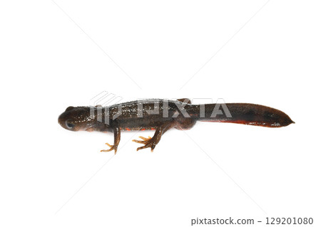 Male red-bellied newt, white background, left-facing, whole body Male red-bellied newt, white background, left-facing, whole body 129201080