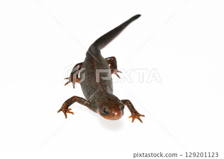 Female red-bellied newt, front view on white background Female red-bellied newt, front view on white background 129201123