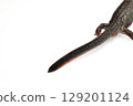 Tail of a female red-bellied newt 129201124