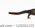 Tail of a female red-bellied newt 129201125