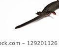 Tail of a female red-bellied newt 129201126
