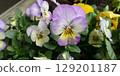 Pansies blooming in the spring sunshine 129201187