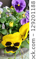 Colorful pansy flowers 129201188