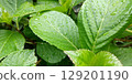 Hydrangea leaves wet with rain 129201190
