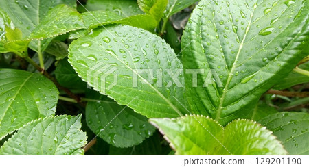 繡球花的葉子在雨中濕漉漉的 129201190