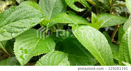 繡球花的葉子在雨中濕漉漉的 129201191