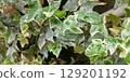 Frost-covered ivy leaves 129201192