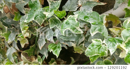 Frost-covered ivy leaves Frost-covered ivy leaves 129201192
