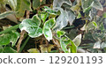 Ivy growing along the wall 129201193