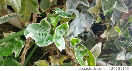 常春藤沿著牆壁生長 常春藤沿著牆壁生長 129201193