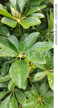 Kapok leaves with raindrops Kapok leaves with raindrops 129201194