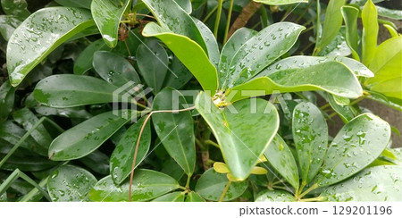 Kapok leaves wet with rain Kapok leaves wet with rain 129201196
