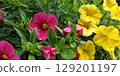 Colorful petunia flowers 129201197