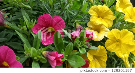 Colorful petunia flowers Colorful petunia flowers 129201197