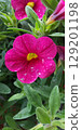 Deep pink petunia flowers 129201198