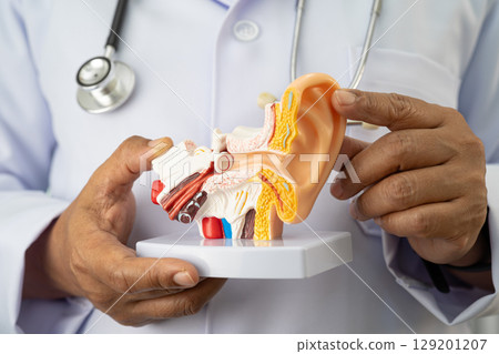 Asian doctor holding human ear model to learn and treat hearing loss in patient. Asian doctor holding human ear model to learn and treat hearing loss in patient. 129201207