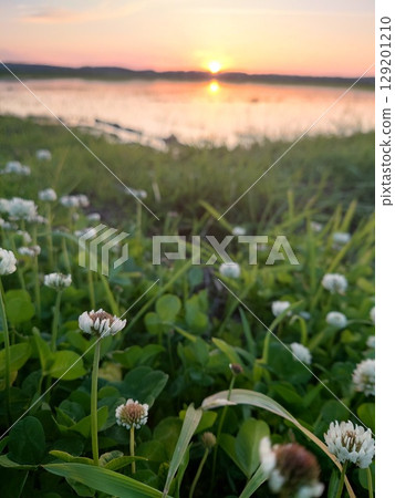 日落和稻田 日落和稻田 129201210