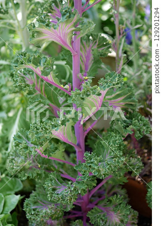 Chrysanthemum flower 20250501 Chrysanthemum flower 20250501 129201294