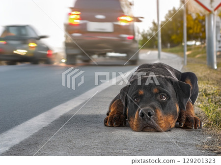 rottweiler abandonned in summer rottweiler abandonned in summer 129201323