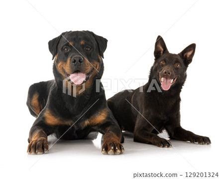 Australian Kelpie and rottweiler in studio Australian Kelpie and rottweiler in studio 129201324