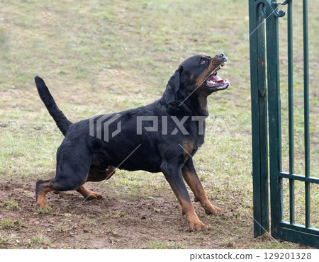 training of rottweiler training of rottweiler 129201328