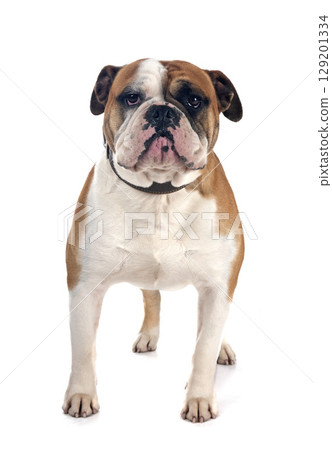 continental bulldog in studio 129201334