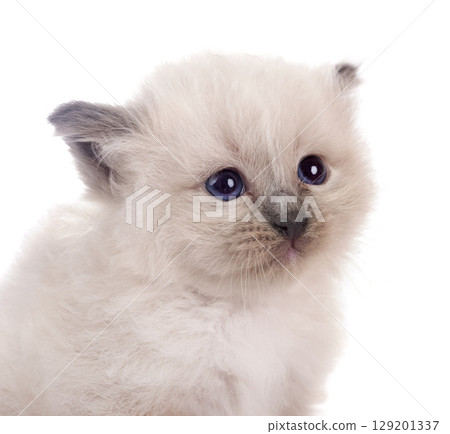 kitten birman cat in studio kitten birman cat in studio 129201337
