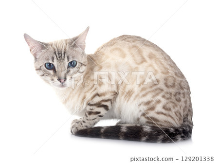 bengal cat in studio bengal cat in studio 129201338