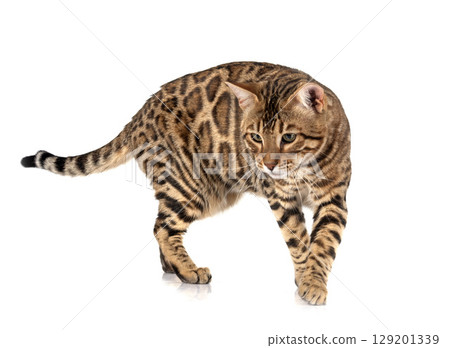 bengal cat in studio 129201339