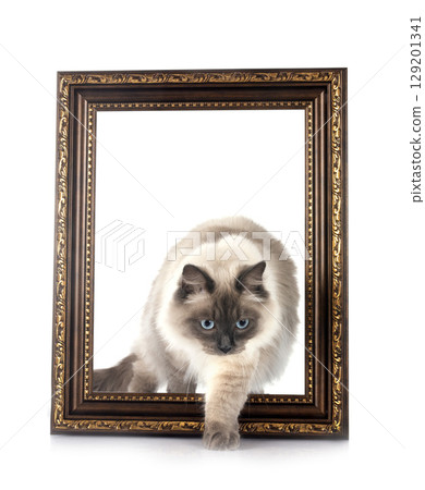siberian cat in studio 129201341
