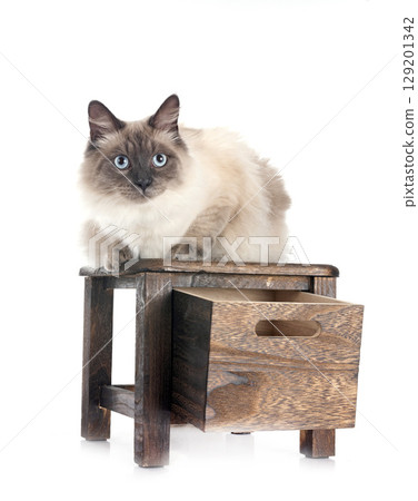 siberian cat in studio 129201342