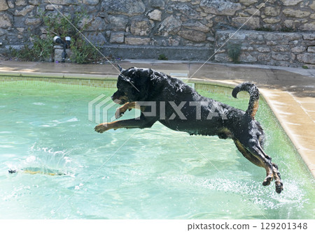 rottweiler and swimming pool rottweiler and swimming pool 129201348