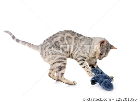 bengal cat in studio bengal cat in studio 129201350
