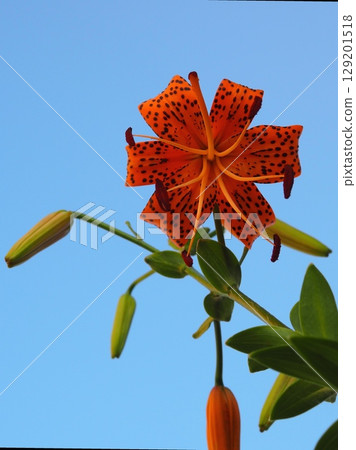 夏日傍晚的虎百合(20250724061851) 夏日傍晚的虎百合(20250724061851) 129201518