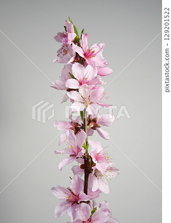 Peach blossoms in full bloom (Hakuho) 20250404 129201522