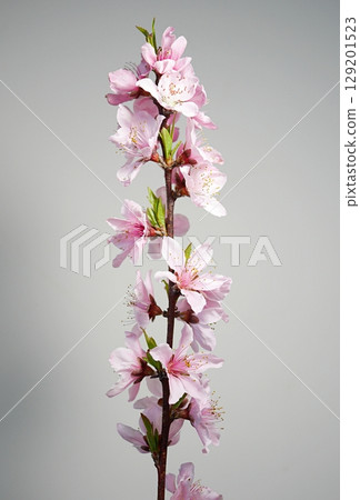 桃花盛開（白鳳）20250405 129201523
