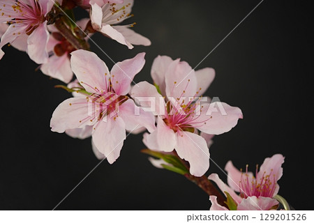 Peach blossoms in full bloom (Hakuho) 20250401 Peach blossoms in full bloom (Hakuho) 20250401 129201526