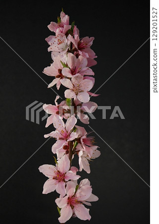 桃花盛開（白鳳）20250402 129201527