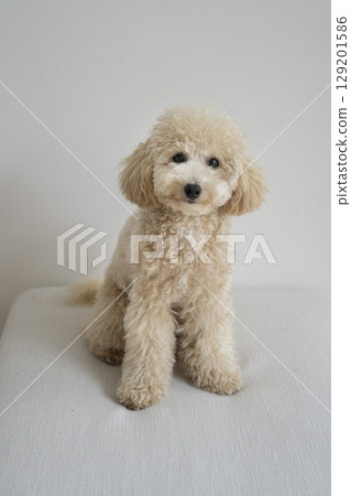 10 個月大的比熊犬正在看著鏡頭 129201586