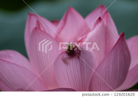 Oga lotus and frog Oga lotus and frog 129201620