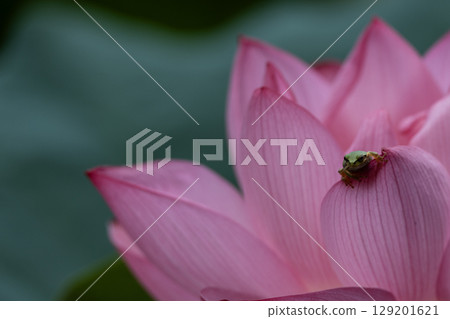 Oga蓮花和青蛙 Oga蓮花和青蛙 129201621