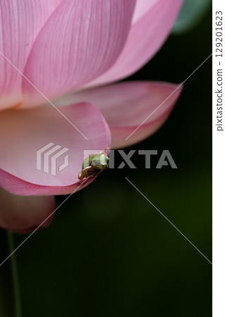 Oga lotus and frog 129201623