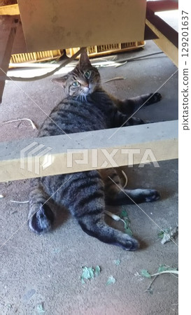 Cat relaxing in the shade 129201637