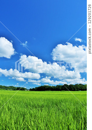 夏天藍天和新綠色米環境美化 129201726
