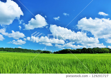 夏天藍天和新綠色米環境美化 夏天藍天和新綠色米環境美化 129201727