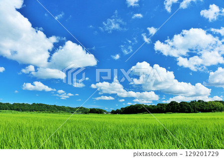 Summer blue sky and fresh green rice landscape Summer blue sky and fresh green rice landscape 129201729